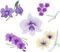 Cooktown Orchids is a set is 5 designs for 100mm x 100mm hoops